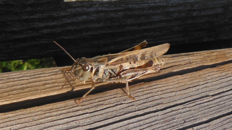 2024-09-16 17.59.38 Differential Grasshopper (Melanoplus differentialis)